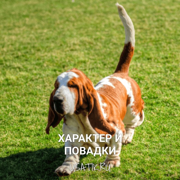 Характер и повадки бассет-хаундов
