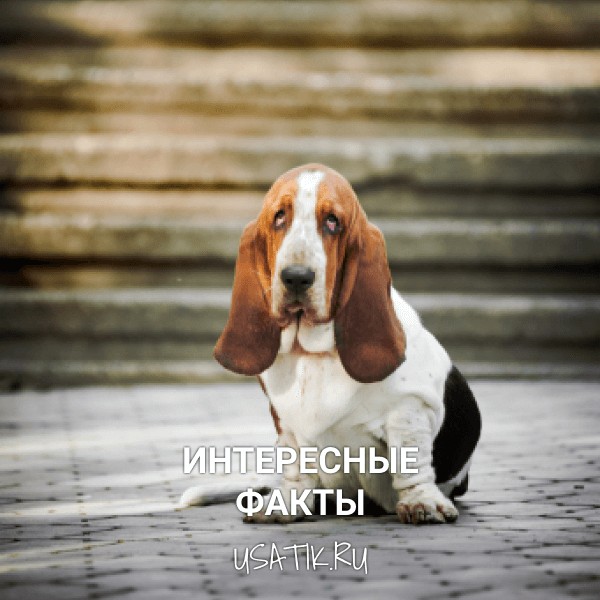 Интересные факты о бассет-хаундах