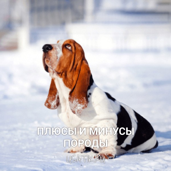 Плюсы и минусы бассет-хаундов