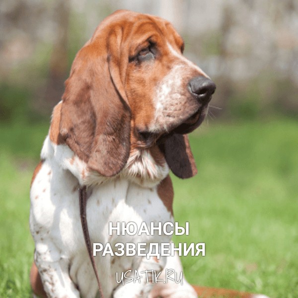 Разведение бассет-хаундов