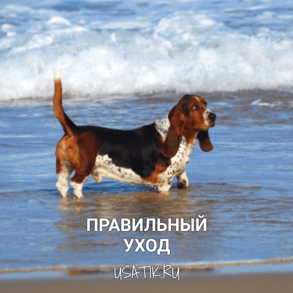 Уход за бассет-хаундами