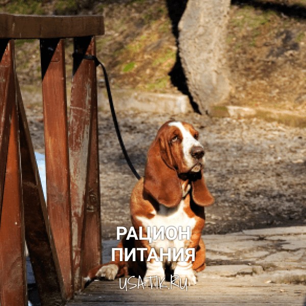 Рацион питания бассет-хаундов
