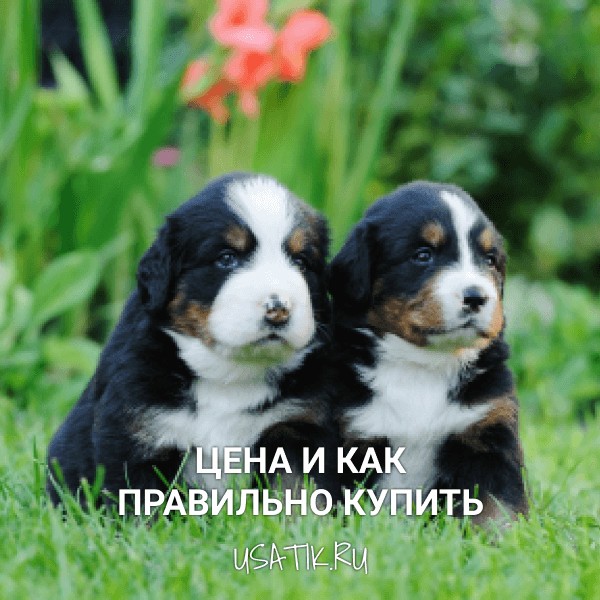 Бернский зенненхунд - цена и как правильно купить