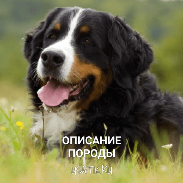 Бернский зенненхунд - описание породы