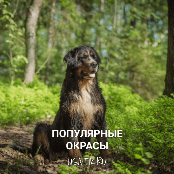 Популярные окрасы бернских зенненхундов