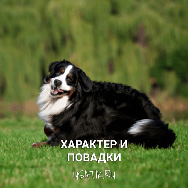 Характер и повадки бернских зенненхундов