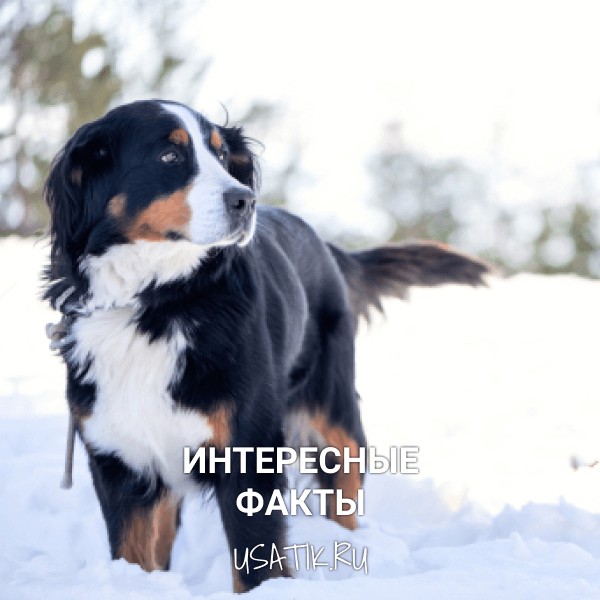 Интересные факты о бернских зенненхундах