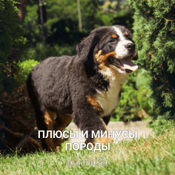 Плюсы и минусы бернских зенненхундов