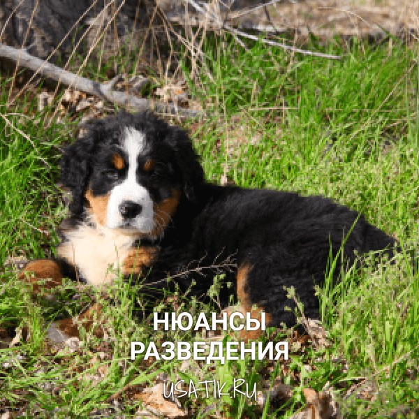 Разведение бернских зенненхундов