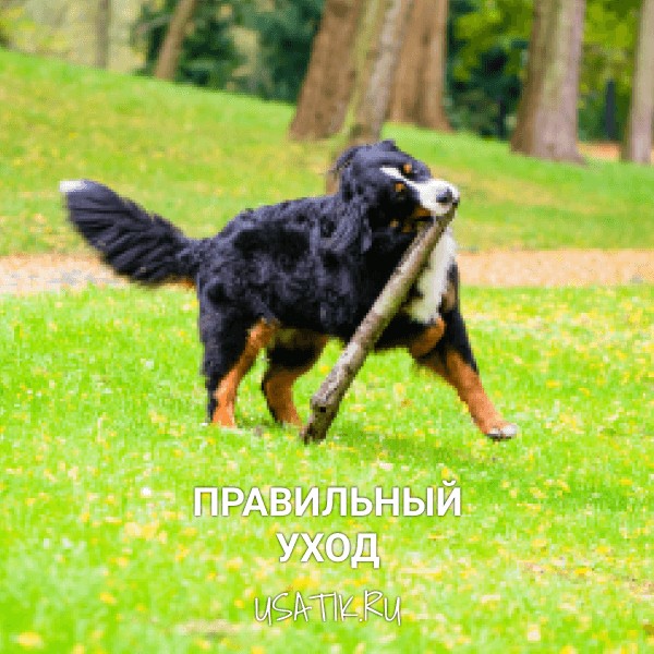Уход за бернскими зенненхундами