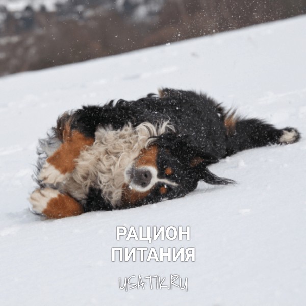 Рацион питания бернских зенненхундов