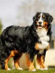 Бернский зенненхунд