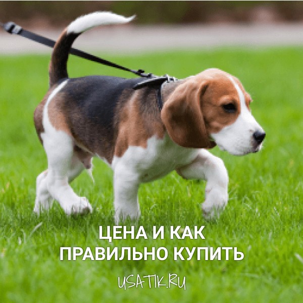 Бигль - цена и как правильно купить