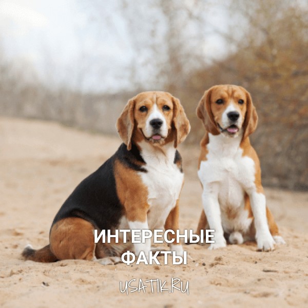Интересные факты о биглях