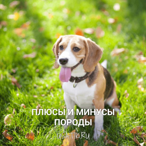 Плюсы и минусы биглей