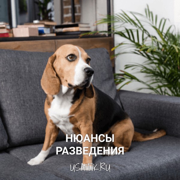 Разведение биглей