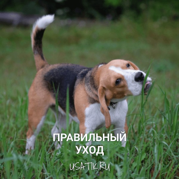 Уход за биглями
