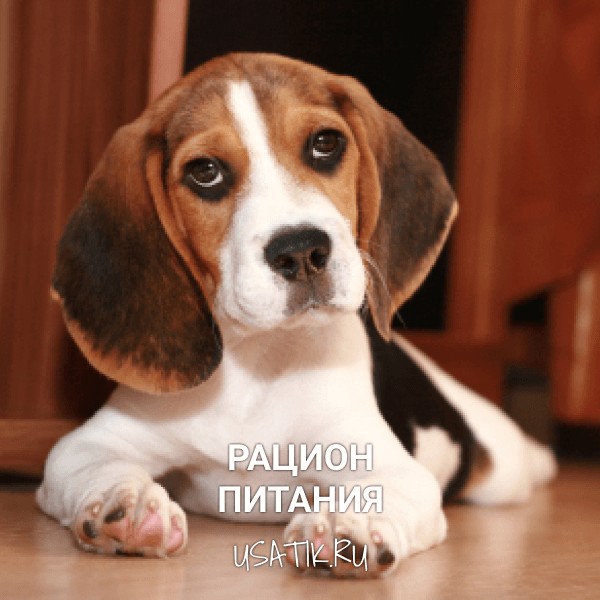 Рацион питания биглей