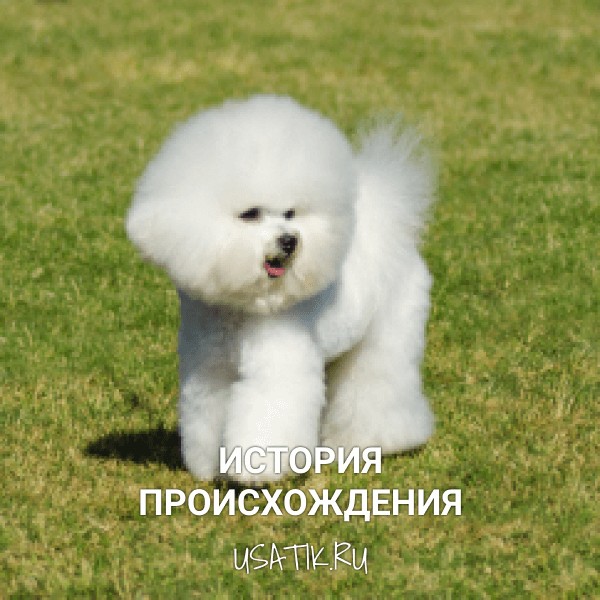 История происхождения бишон фризе