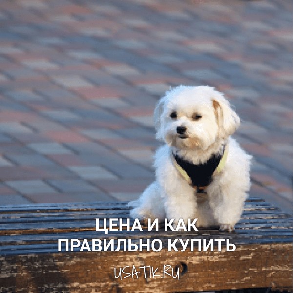 Бишон фризе - цена и как правильно купить