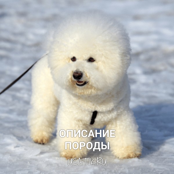 Бишон фризе - описание породы