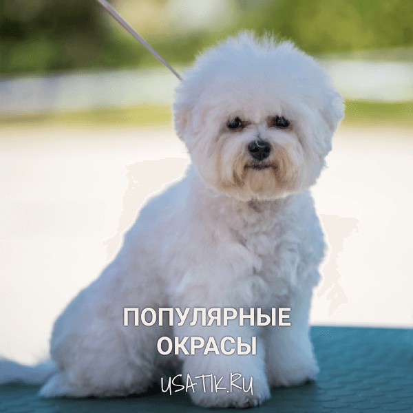 Популярные окрасы бишон фризе