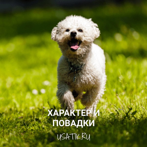 Характер и повадки бишон фризе