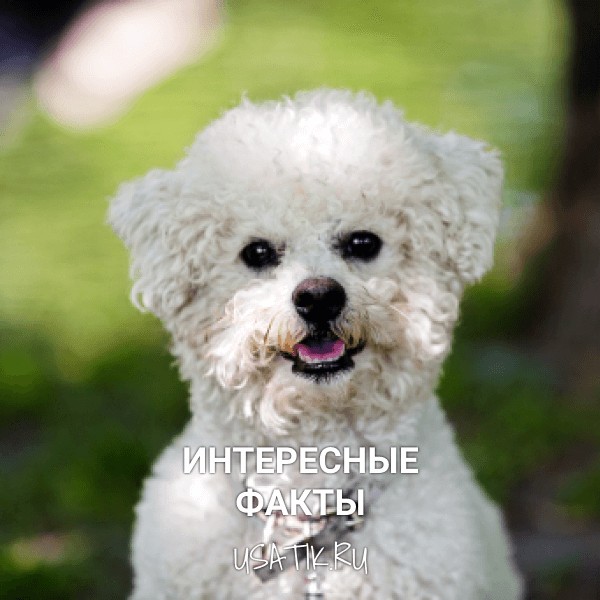Интересные факты о бишон фризе