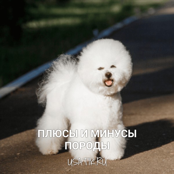 Плюсы и минусы бишон фризе