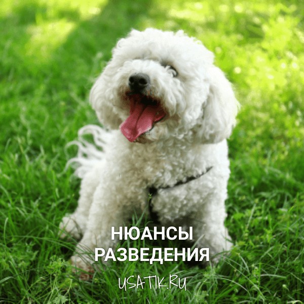 Разведение бишон фризе