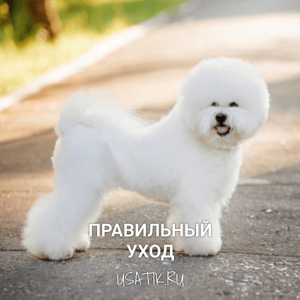 Уход за бишон фризе