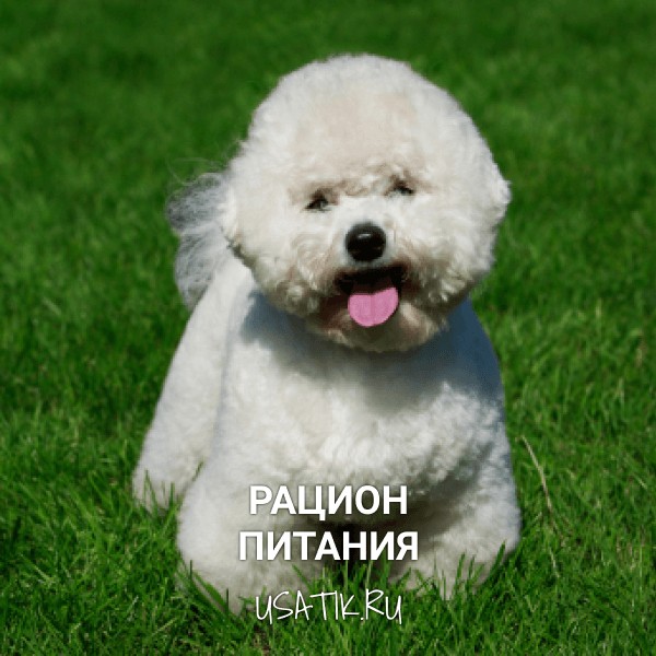 Рацион питания бишон фризе