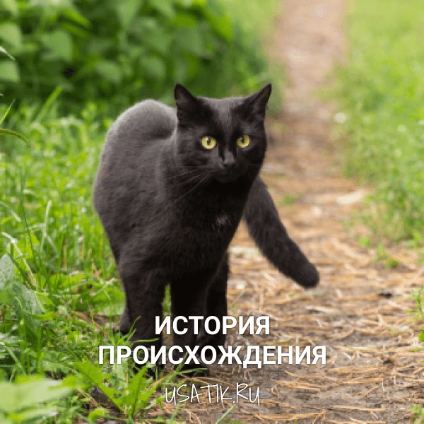 История происхождения бомбейских кошек