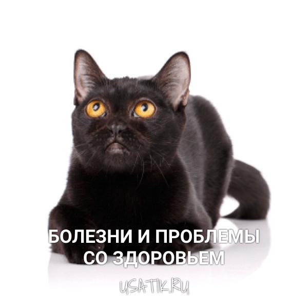 Болезни и проблемы со здоровьем