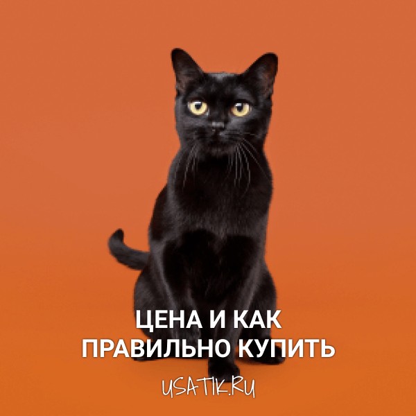 Бомбейская кошка - цена и как правильно купить