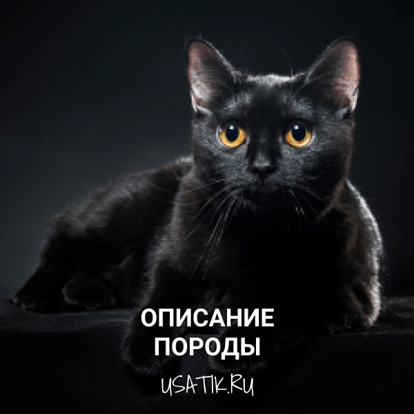 Бомбейская кошка - описание породы
