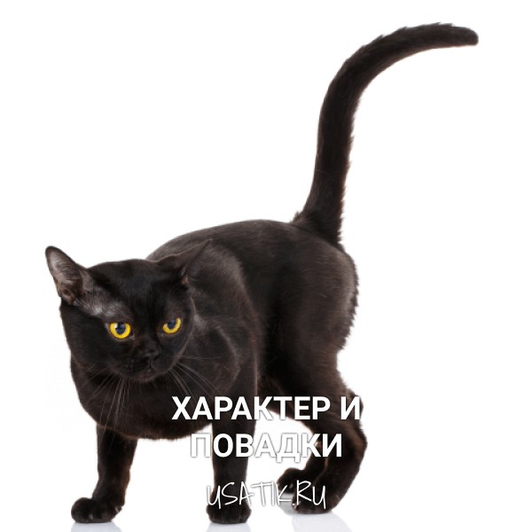 Характер и повадки бомбейских кошек