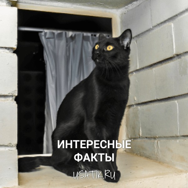 Интересные факты о бомбейских кошках