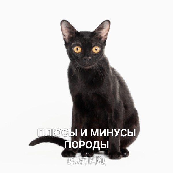 Плюсы и минусы бомбейских кошек