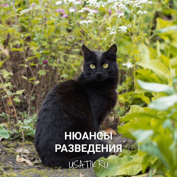 Разведение бомбейских кошек