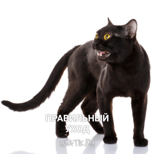 Уход за бомбейскими кошками