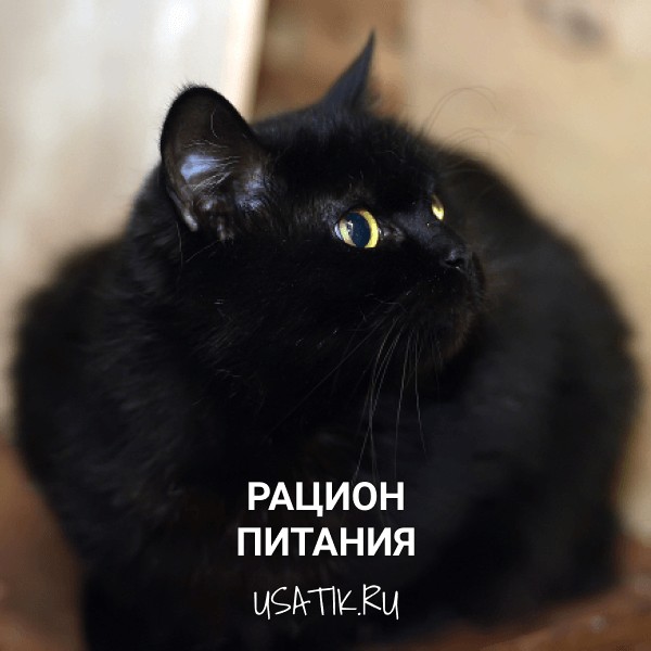 Рацион питания бомбейских кошек