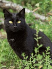 Бомбейская кошка