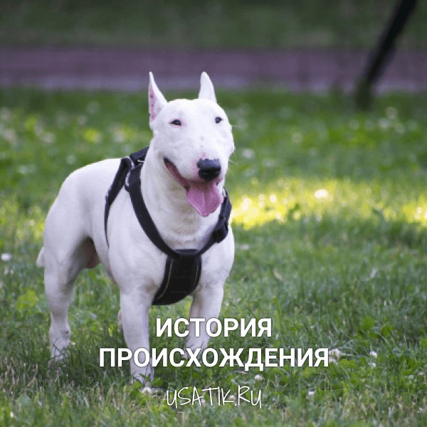 История происхождения бультерьеров