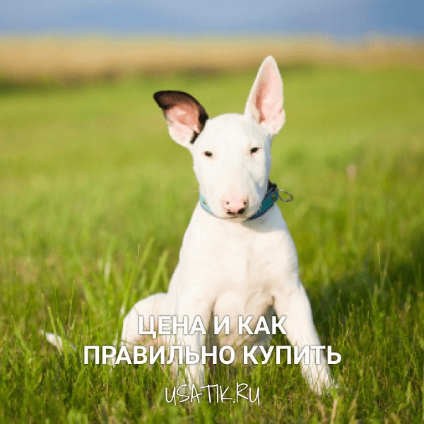 Бультерьер - цена и как правильно купить