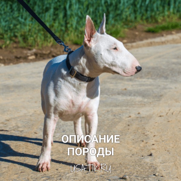 Бультерьер - описание породы