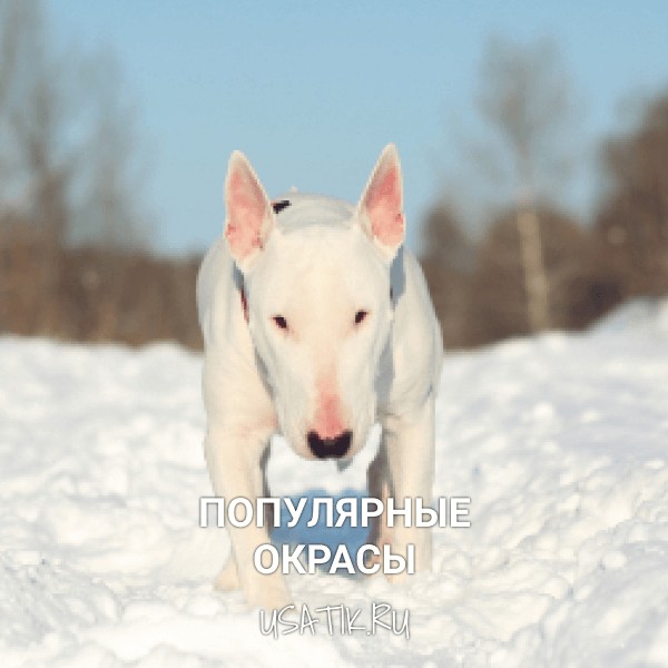 Популярные окрасы бультерьеров