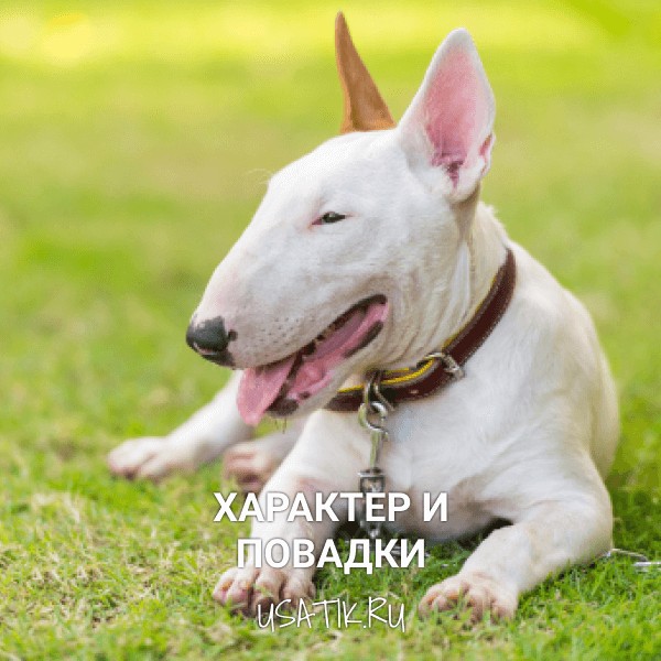 Характер и повадки бультерьеров