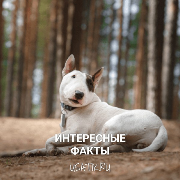 Интересные факты о бультерьерах