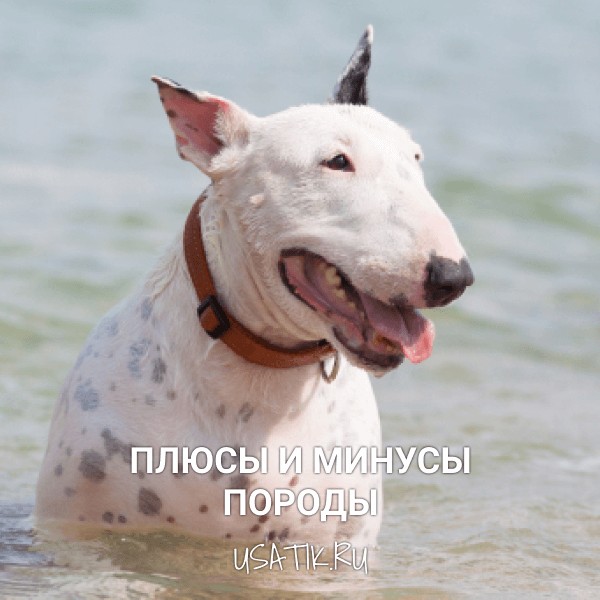 Плюсы и минусы бультерьеров